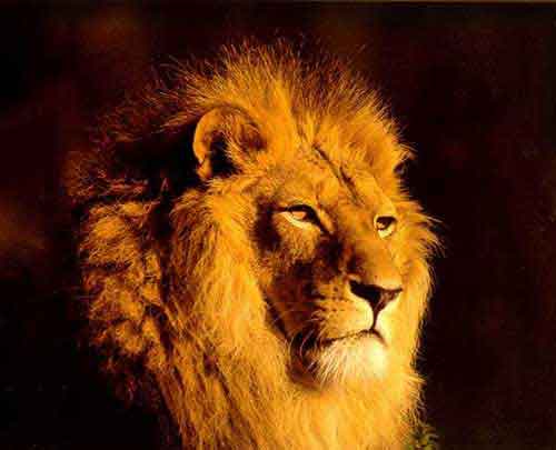 zoo_lion.jpg