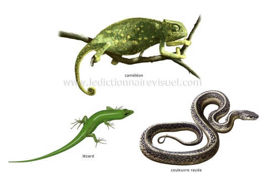 exemples-de-reptiles-286090.jpg
